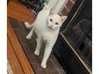 Adopt Mama Yanessa a Siamese, Domestic Short Hair