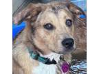 Adopt Baby a Australian Shepherd, Shepherd