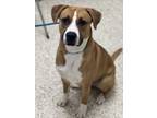 Adopt Rusty a Labrador Retriever