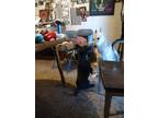 Adopt Max a Black - with White Poodle (Miniature) / Mixed dog in El Paso