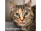Adopt Ellie #15437 a Tortoiseshell Domestic Shorthair (short coat) cat in