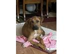 Adopt Scooby Doo a Tan/Yellow/Fawn - with White Mutt / Mixed dog in Lancaster