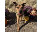 Adopt Jim Bob a Shepherd, Mixed Breed