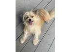 Adopt Milo a Red/Golden/Orange/Chestnut - with Black Pomeranian / Terrier