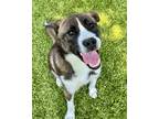 Adopt Aspen a Black - with White Husky / Shepherd (Unknown Type) / Mixed dog in
