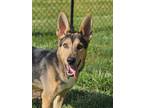 Adopt Carl a Black - with Brown, Red, Golden, Orange or Chestnut German Shepherd