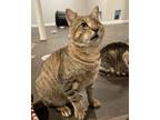 Adopt Fabian a Brown or Chocolate (Mostly) Domestic Shorthair cat in Pinson