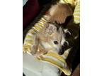 Adopt Oliver a Red/Golden/Orange/Chestnut - with White Mutt / Mixed dog in Chevy