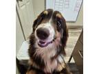 Adopt Wolfie a Australian Shepherd / Mixed dog in Henderson, KY (41571093)