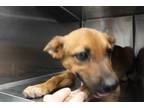 Adopt Cliff a Red/Golden/Orange/Chestnut Australian Cattle Dog dog in