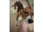 Adopt Trooper a Basset Hound / Mixed dog in Tulsa, OK (41571135)