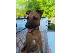 Adopt Johnson (Love Bug) a Tan/Yellow/Fawn Carolina Dog / Shepherd (Unknown