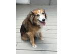 Adopt Marshmallow a Red/Golden/Orange/Chestnut - with Black Border Collie /