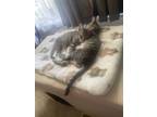 Adopt Jingles a Tortoiseshell Domestic Shorthair / Mixed (short coat) cat in