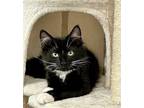 Adopt Logi a Black & White or Tuxedo Domestic Mediumhair / Mixed (medium coat)
