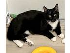 Adopt Charlie AP a Black & White or Tuxedo Domestic Shorthair / Mixed (short