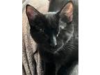 Adopt Jet Black a All Black Domestic Shorthair / Mixed (short coat) cat in