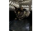 Adopt April (Sausage) a All Black Domestic Shorthair / Mixed Breed (Medium) /
