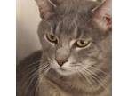 Adopt Smokey a Domestic Short Hair