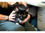 Adopt Biscuit a Black & White or Tuxedo American Shorthair / Mixed (short coat)
