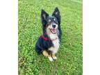 Adopt Rylee a Tricolor (Tan/Brown & Black & White) Australian Shepherd / Mixed