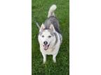 Adopt Pepe Le Pew a Alaskan Malamute