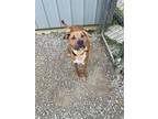 Adopt Jax a Boxer, Mixed Breed