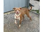 Adopt Gunner a Boxer, Mixed Breed