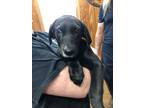 Adopt Murphy a Black Mixed Breed (Medium) / Mixed Breed (Medium) / Mixed (short