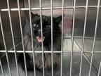 Adopt Sasquatch a All Black Maine Coon / Mixed Breed (Medium) / Mixed (short
