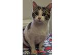 Adopt Brewster a White Domestic Shorthair / Mixed Breed (Medium) / Mixed (short