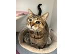Adopt Broski a Brown Tabby Domestic Shorthair / Mixed Breed (Medium) / Mixed