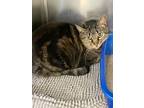 Adopt Binx Flower a Gray or Blue Domestic Shorthair / Mixed Breed (Medium) /