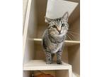 Adopt Hathor a Brown Tabby Domestic Shorthair / Mixed Breed (Medium) / Mixed