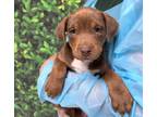 Adopt Meredith Palmer a Brown/Chocolate Plott Hound / Labrador Retriever / Mixed