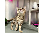 Adopt Cesium a Brown Tabby Domestic Shorthair / Mixed Breed (Medium) / Mixed
