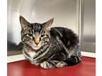 Adopt Argon a All Black Domestic Shorthair / Mixed Breed (Medium) / Mixed (short