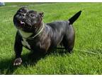 Adopt Tadpole a Pit Bull Terrier / Mixed dog in Lincoln, NE (41570796)