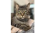 Adopt Maggie a Domestic Shorthair / Mixed cat in San Luis Obispo, CA (41570794)