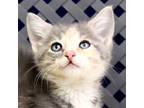 Adopt Cherry Possum a Domestic Shorthair / Mixed cat in Fort Davis