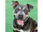 Adopt Maxine a Brown/Chocolate - with Tan Pit Bull Terrier / Mixed dog in