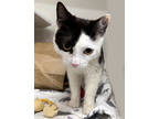 Adopt Zebra a White Domestic Shorthair / Mixed Breed (Medium) / Mixed (short