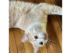Adopt Sol a Tan or Fawn (Mostly) Domestic Shorthair / Mixed (short coat) cat in