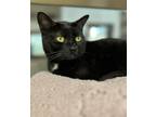 Adopt Bilbo a Domestic Shorthair / Mixed cat in Houston, TX (41570768)