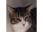 Adopt Miles a Domestic Shorthair / Mixed (short coat) cat in Houston
