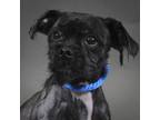Adopt Riley a Shih Tzu / Mixed dog in Houston, TX (41570764)