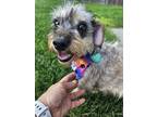 Adopt Opal a Tricolor (Tan/Brown & Black & White) Schnauzer (Miniature) / Shih