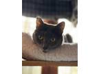 Adopt Lavender a Gray or Blue Russian Blue (short coat) cat in Pasadena