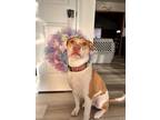 Adopt Daisy a Tan/Yellow/Fawn - with White American Pit Bull Terrier / Mixed dog