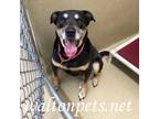 Adopt Ladybug #15436 a Black - with Tan, Yellow or Fawn Shepherd (Unknown Type)